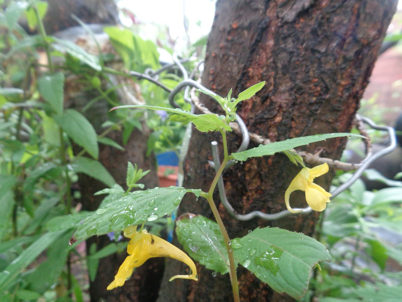 Image of Impatiens noli-tangere specimen.