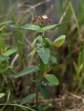 Triadenum japonicum. Цветущее растение. Приморский край, Кавалеровский р-н, приустьевая часть р. Зеркальная на правом берегу, на берегу небольшого озера. 10.08.2018.