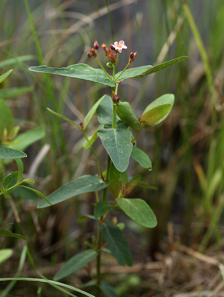 Изображение особи Triadenum japonicum.