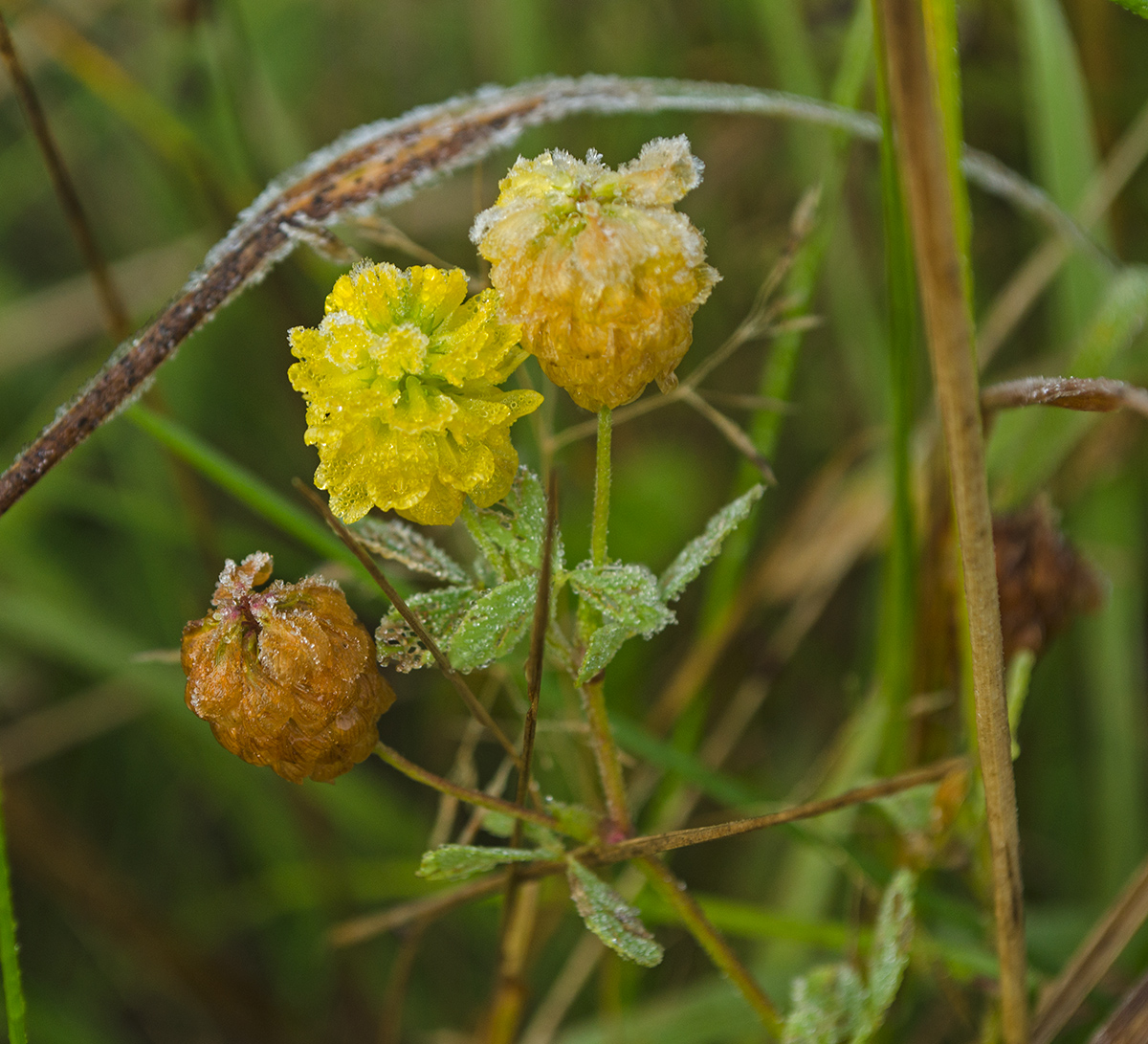 Image of Trifolium aureum specimen.