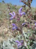 Salvia canescens variety daghestanica. Соцветие. Дагестан, окр. с. Талги, каменистый склон. 15.05.2018.