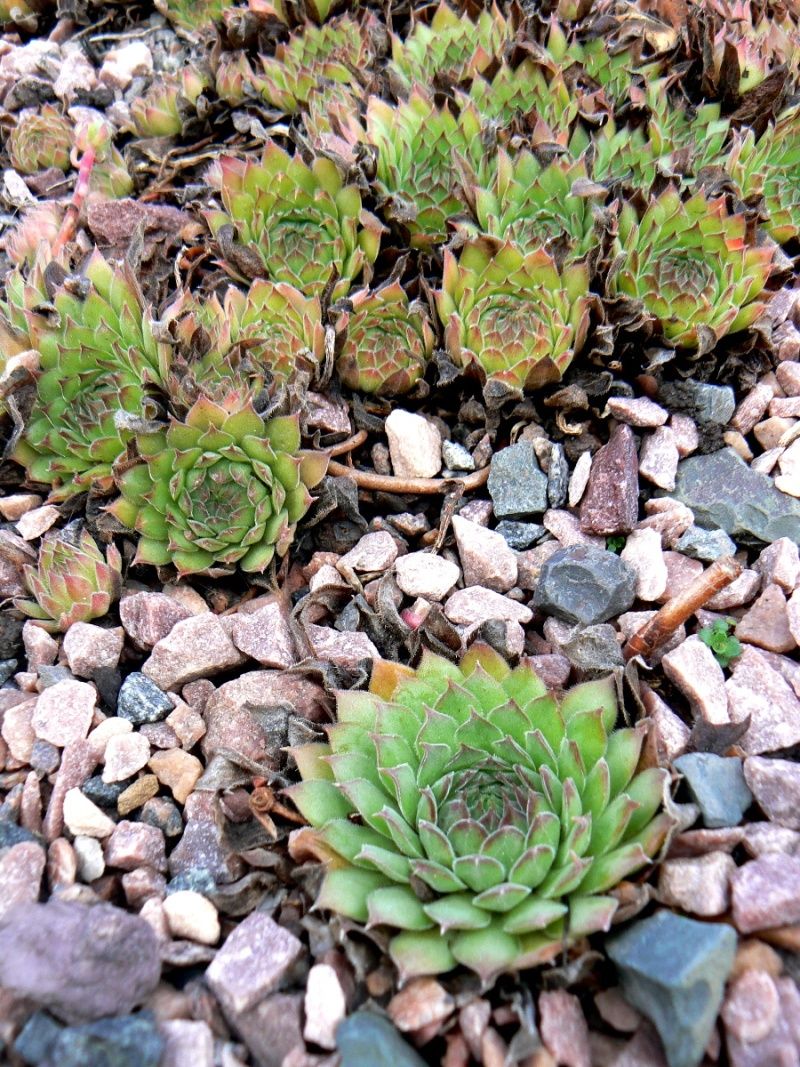 Изображение особи Sempervivum ruthenicum.