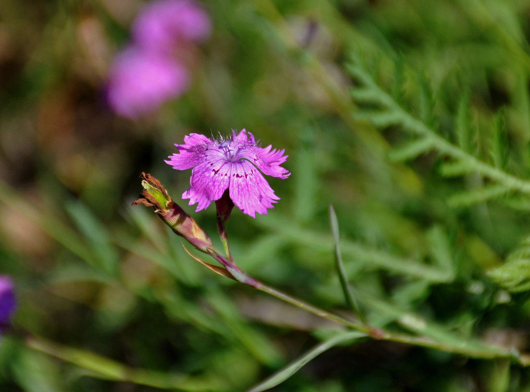 Изображение особи Dianthus fischeri.