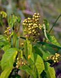 Lysimachia vulgaris. Верхушка плодоносящего растения. Московская обл., Орехово-Зуевский р-н, долина р. Нерская, влажный луг. 08.09.2018.