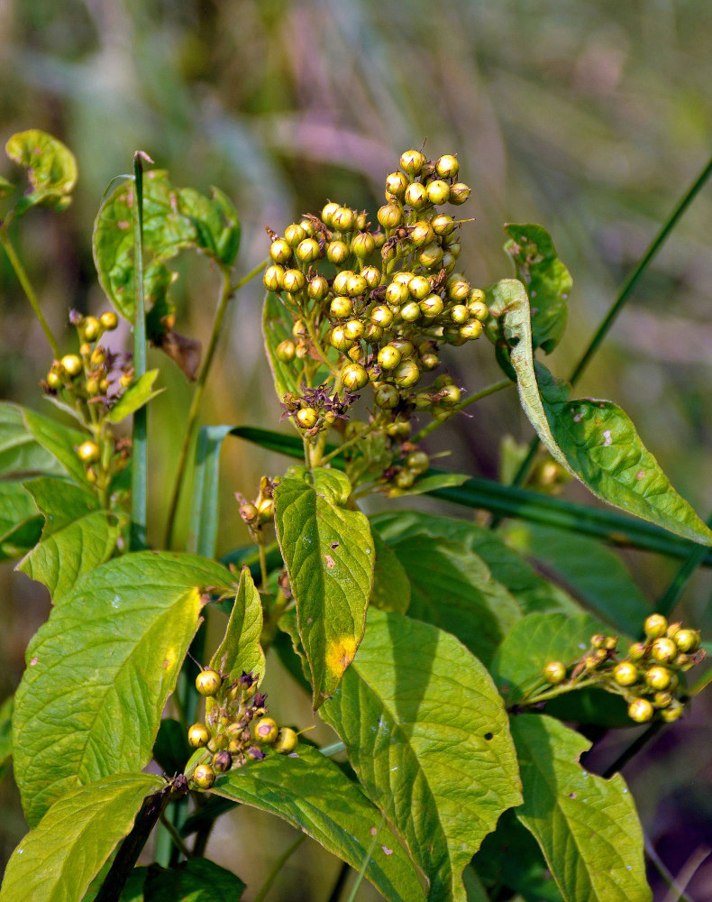 Image of Lysimachia vulgaris specimen.