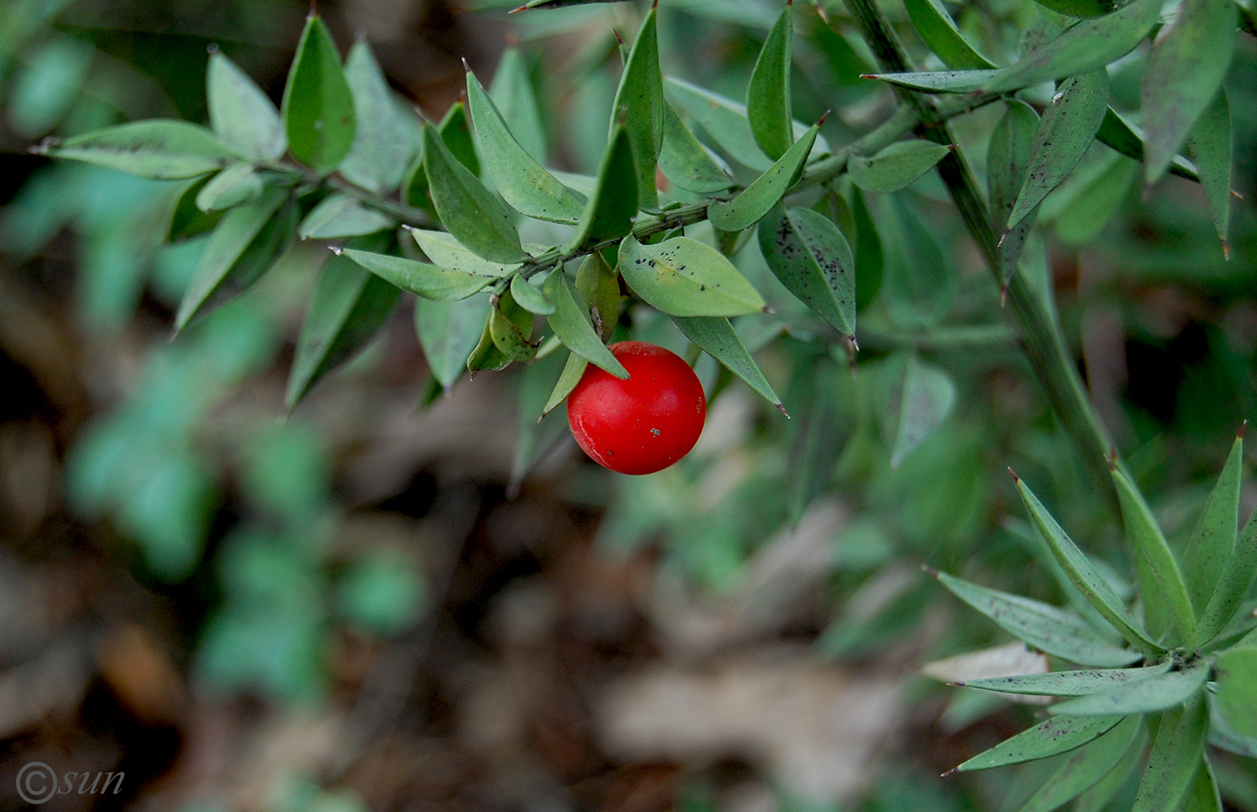 Изображение особи Ruscus aculeatus.