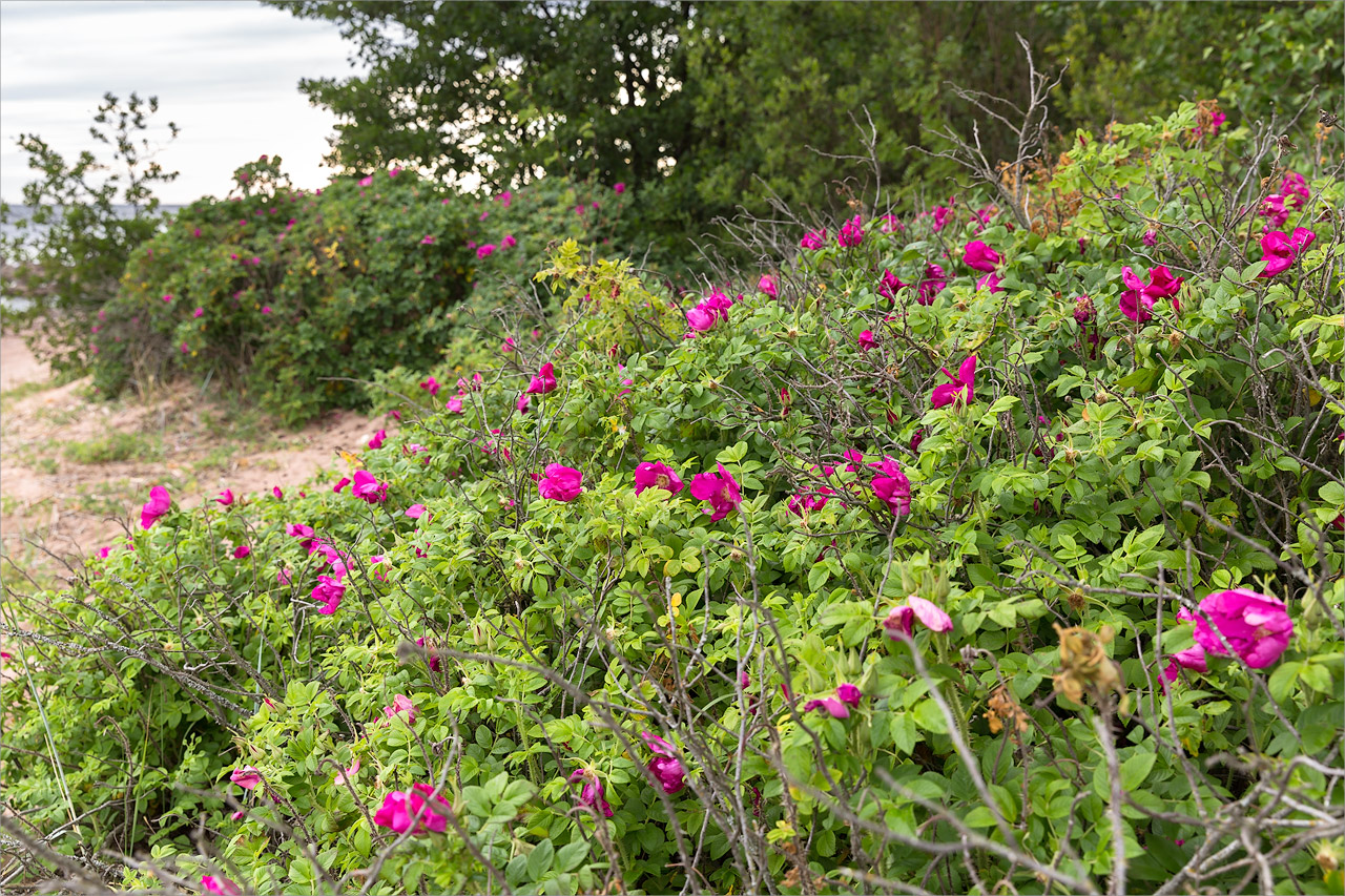 Image of Rosa rugosa specimen.