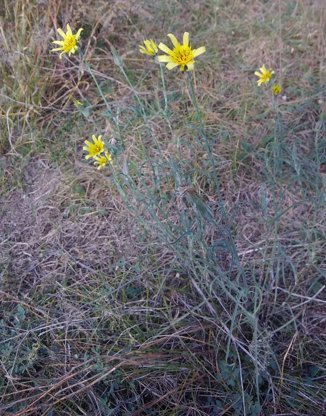 Изображение особи род Tragopogon.