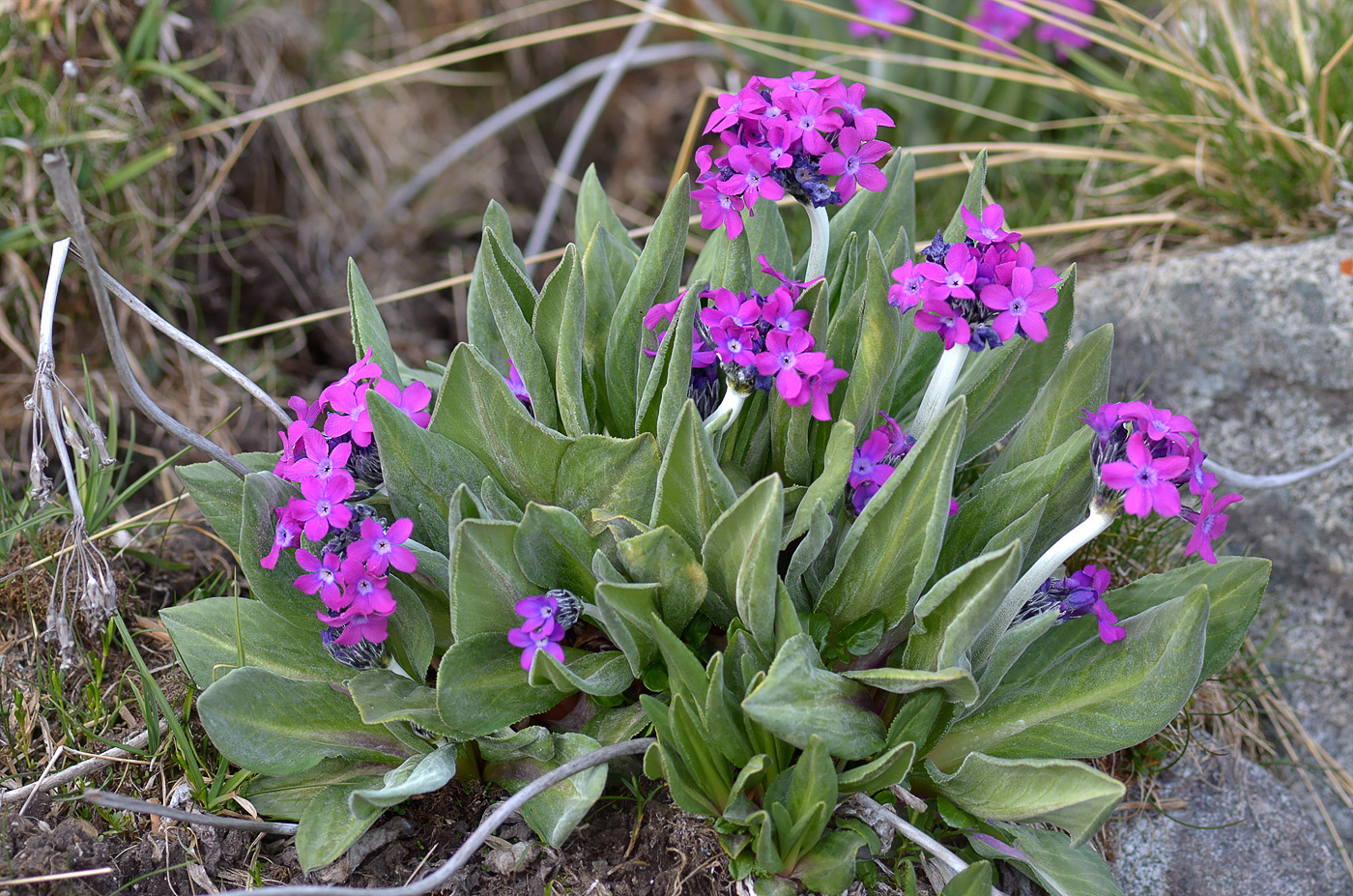 Image of Primula turkestanica specimen.