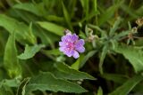 Geranium tuberosum