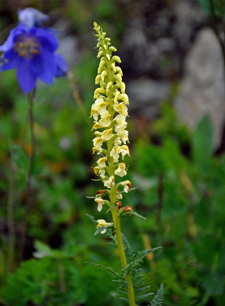 Image of Pedicularis incarnata specimen.