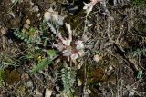 Astragalus testiculatus