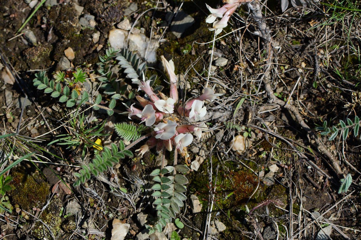 Изображение особи Astragalus testiculatus.