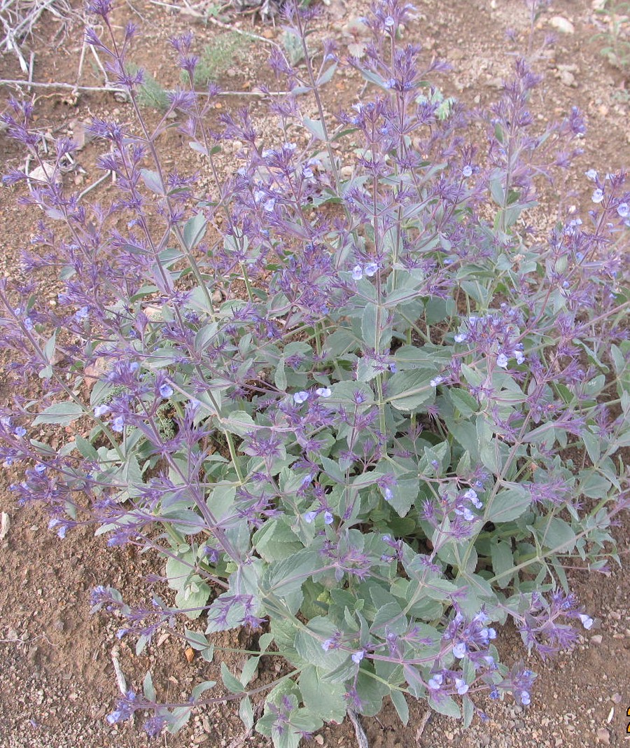 Image of Nepeta schischkinii specimen.