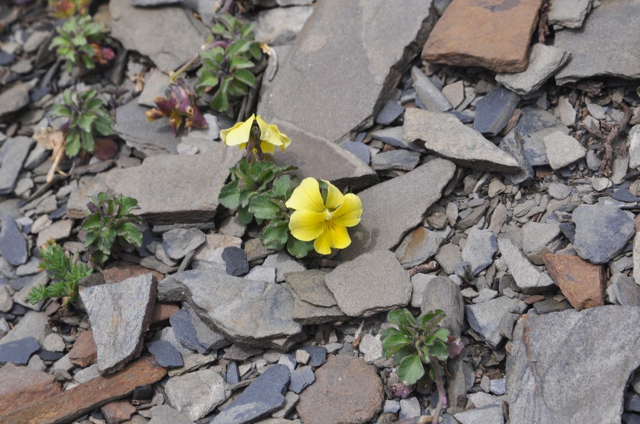 Image of Viola minuta specimen.