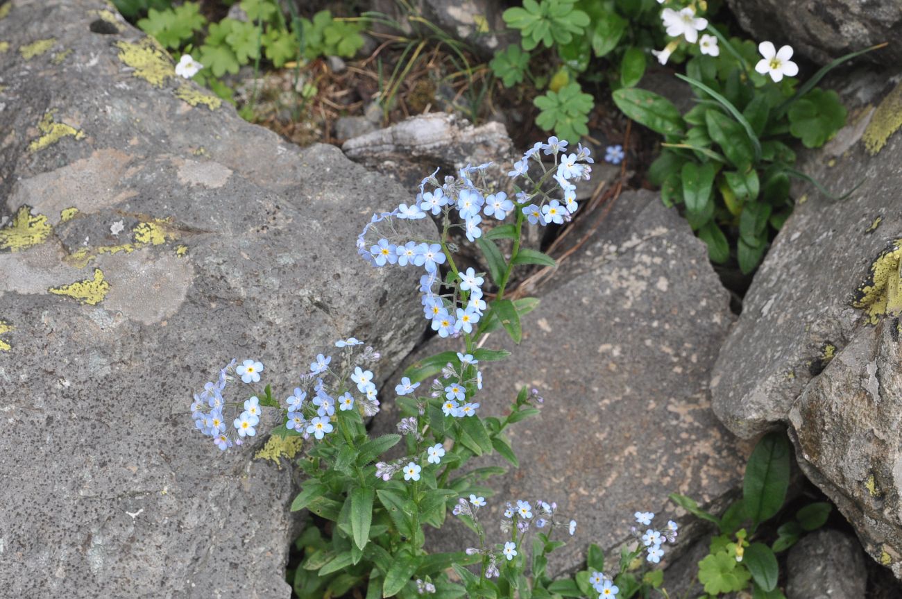 Изображение особи Myosotis alpestris.