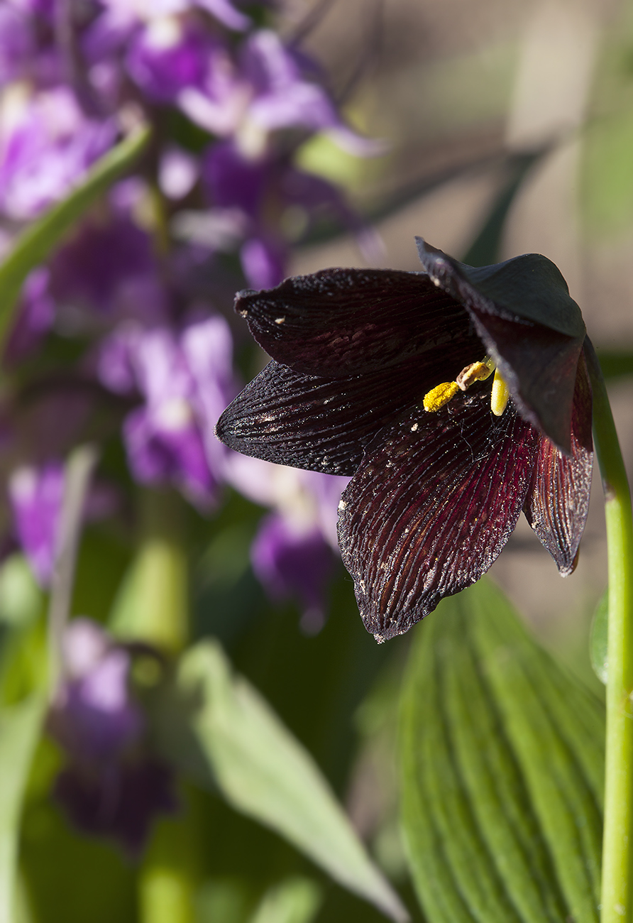 Изображение особи Fritillaria camschatcensis.