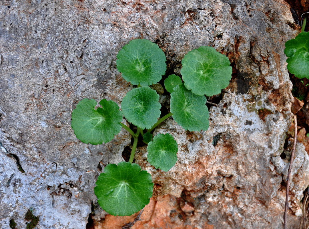 Image of genus Umbilicus specimen.
