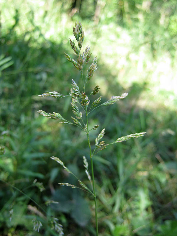 Image of Poa pratensis specimen.