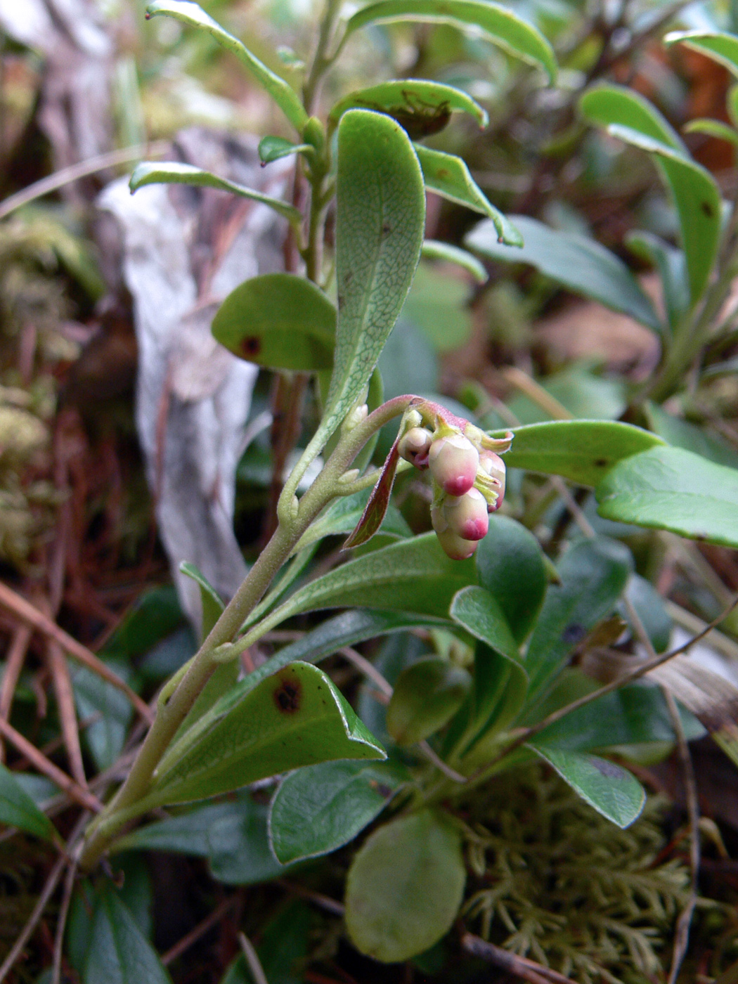 Изображение особи Arctostaphylos uva-ursi.