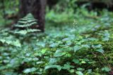 Maianthemum bifolium. Бутонизирующие растения. Чехия, Южночешский край, природный парк Vysebrodsko, долина ручья Малый Влтавице, смешанный лес. 30.05.2014.