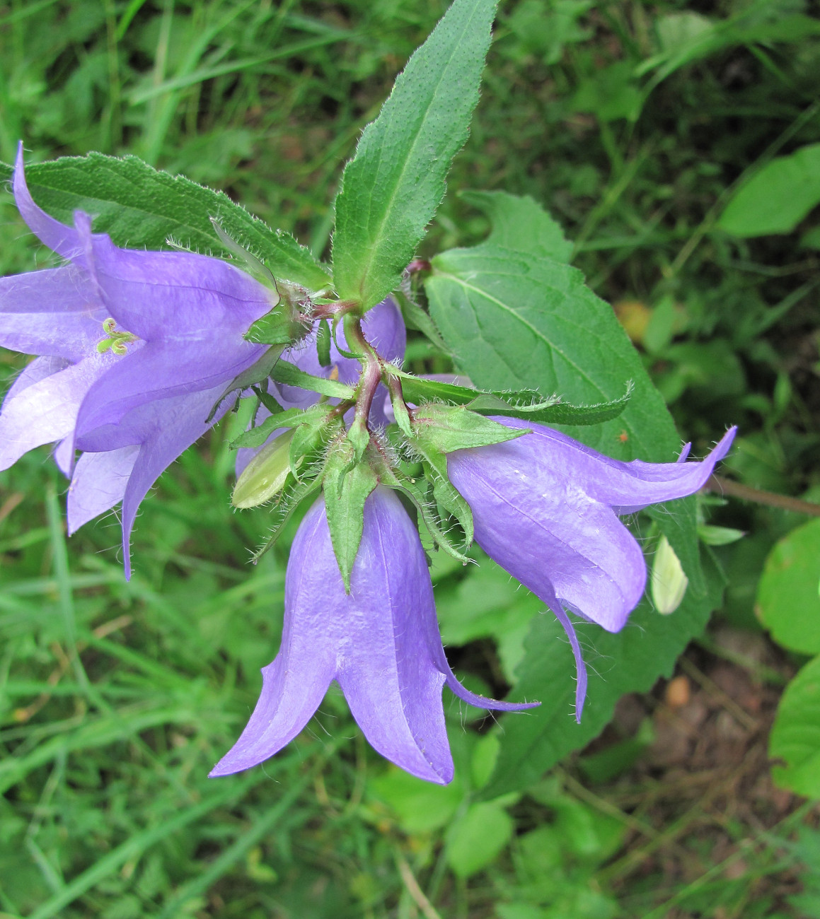 Изображение особи Campanula trachelium.