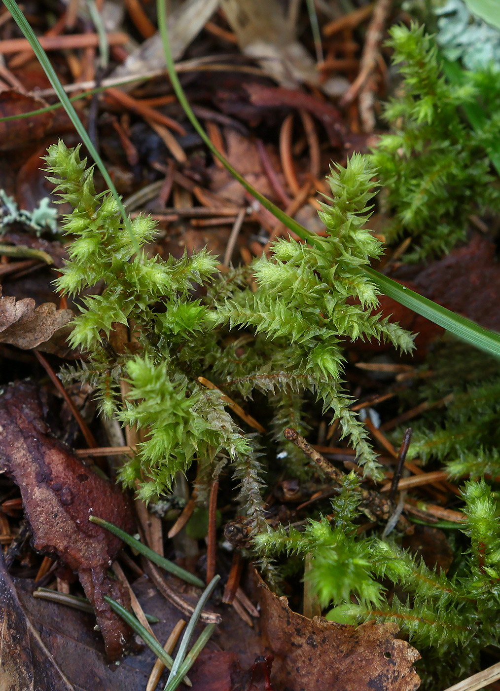 Image of Rhytidiadelphus triquetrus specimen.