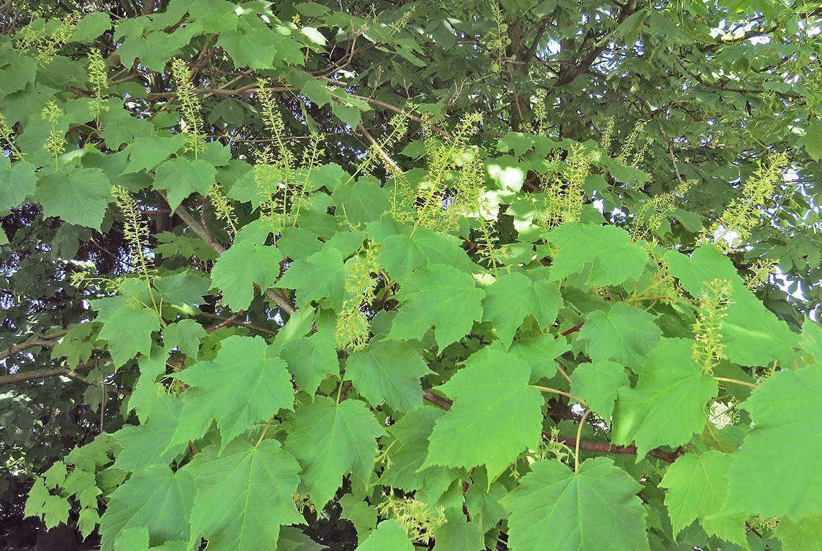 Image of Acer ukurunduense specimen.