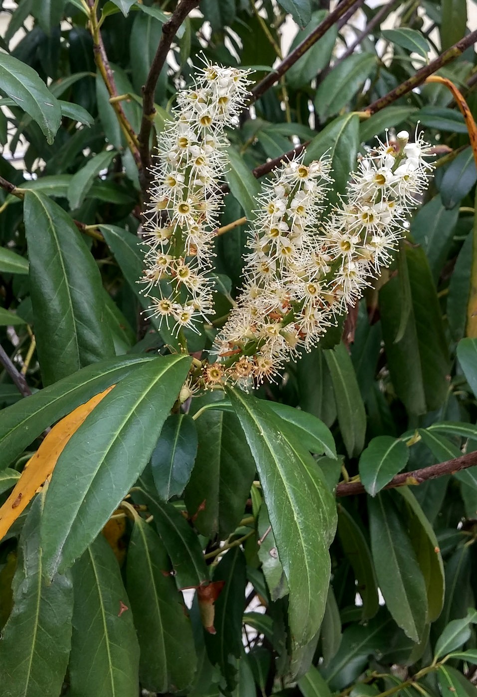 Image of Lauro-cerasus officinalis specimen.