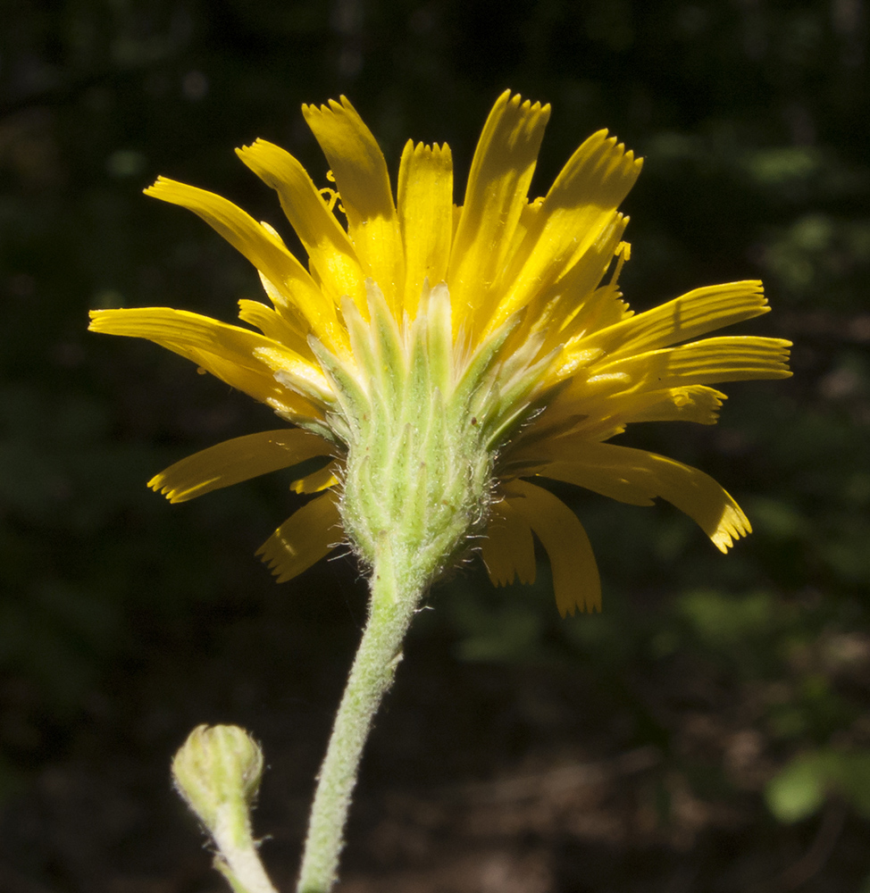 Image of Hieracium scabiosum specimen.