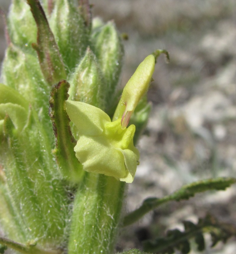 Изображение особи Pedicularis sibthorpii.