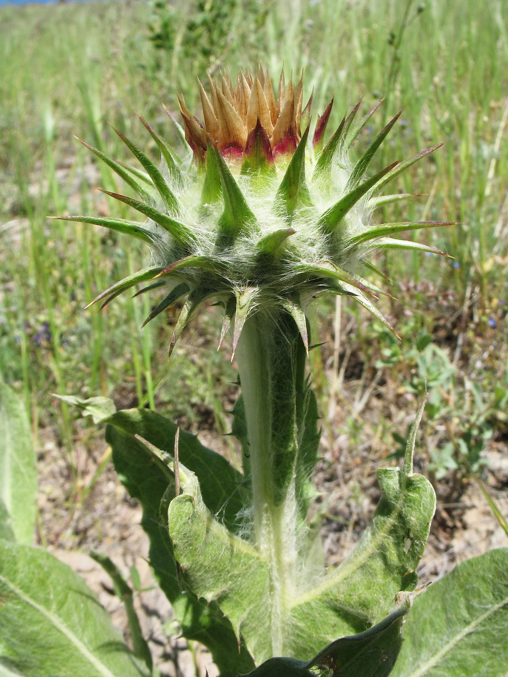 Image of Cousinia regelii specimen.