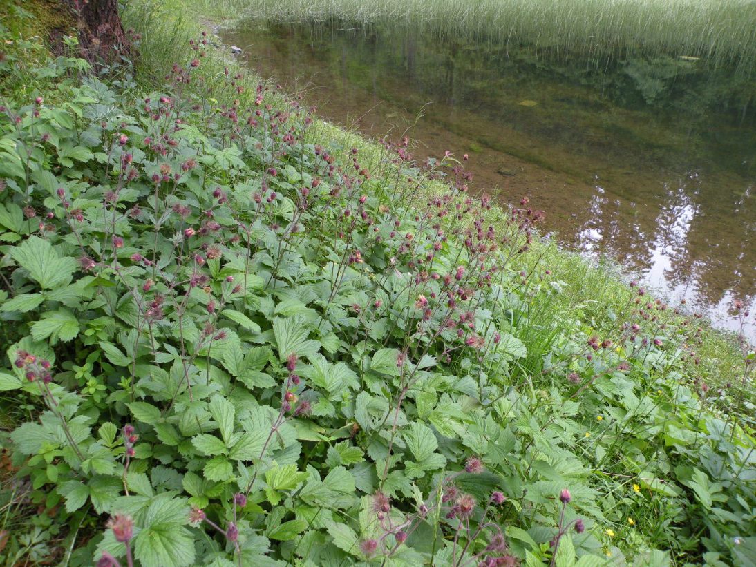 Image of Geum rivale specimen.