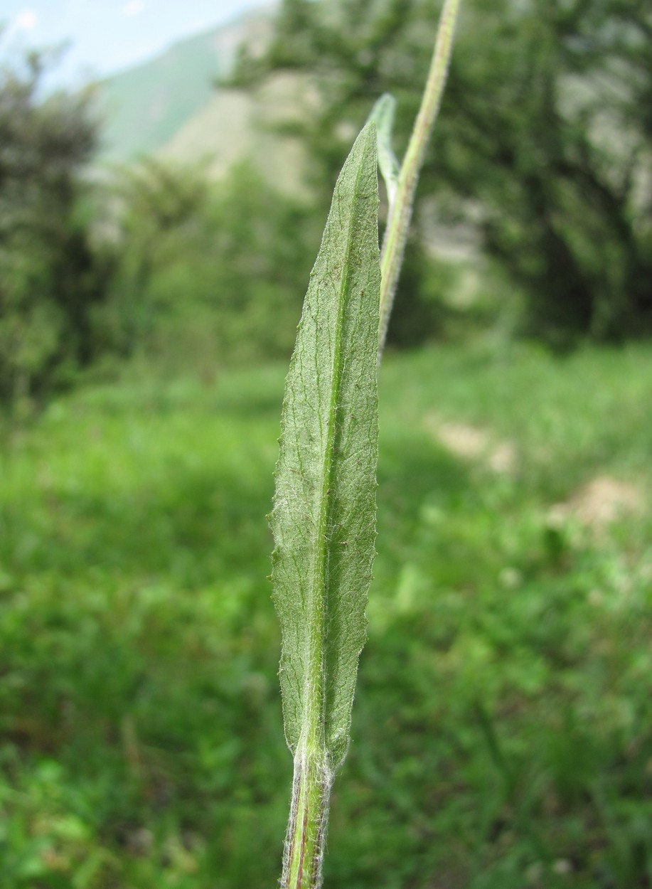 Image of Tephroseris subfloccosa specimen.