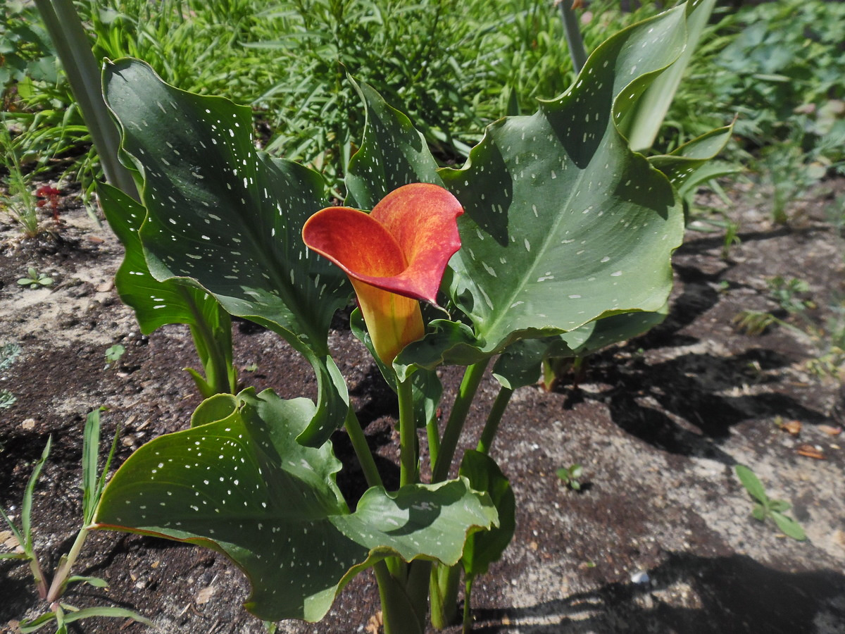 Изображение особи род Zantedeschia.