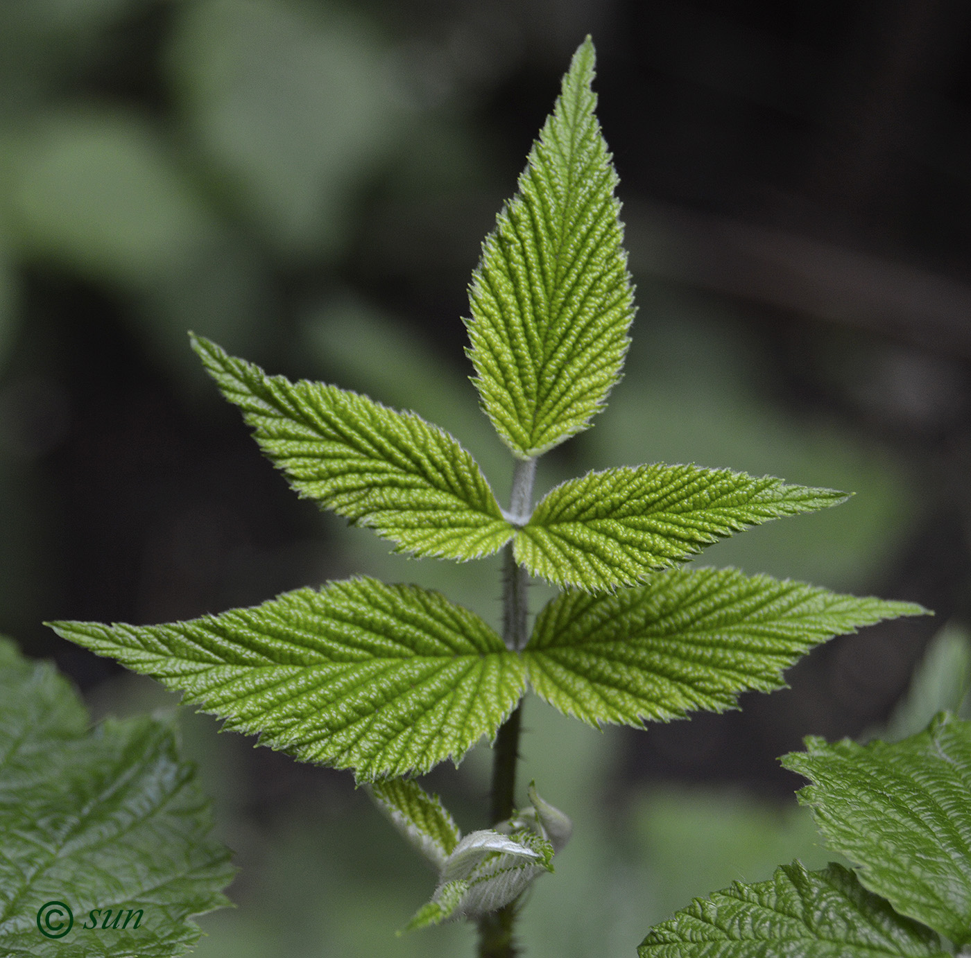 Image of Rubus occidentalis specimen.