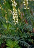 Astragalus katunicus. Верхушка побега с соцветием. Алтай, Онгудайский р-н, низовья р. Урсул, ≈ 600 м н.у.м., щебнистый склон. 10.06.2019.