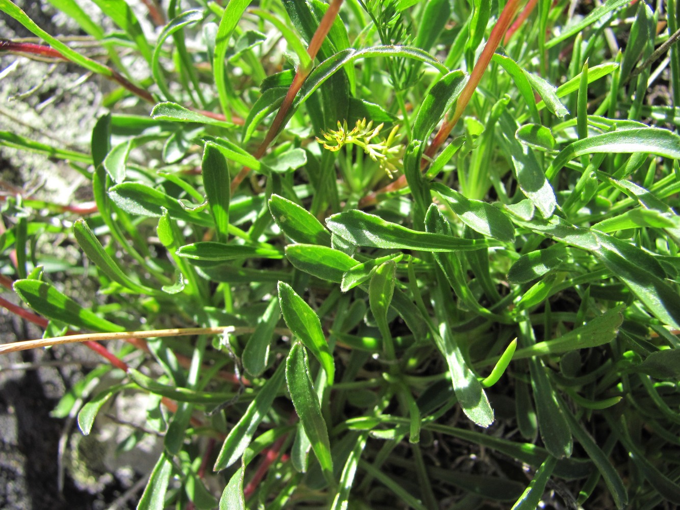 Image of Campanula saxifraga specimen.