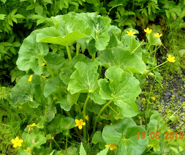 Image of Caltha palustris specimen.