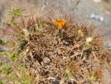 Carlina libanotica