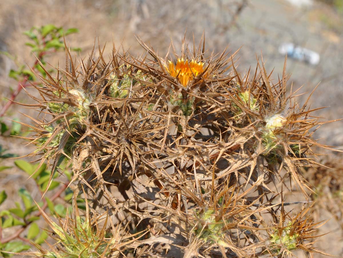 Изображение особи Carlina libanotica.