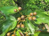 Sorbus torminalis. Верхушка побега с незрелыми плодами. Краснодарский край, окр. г. Геленджик, опушка леса. 29.07.2019.