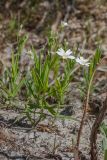 Stellaria holostea. Цветущее растение. Ленинградская обл., Кингисеппский р-н, окр. дер. Урмизно близ охоторыболовной базы \"Динамо\", сосняк на приморских песках, нарушенный песчаный субстрат у обочины дороги. 18.05.2019.