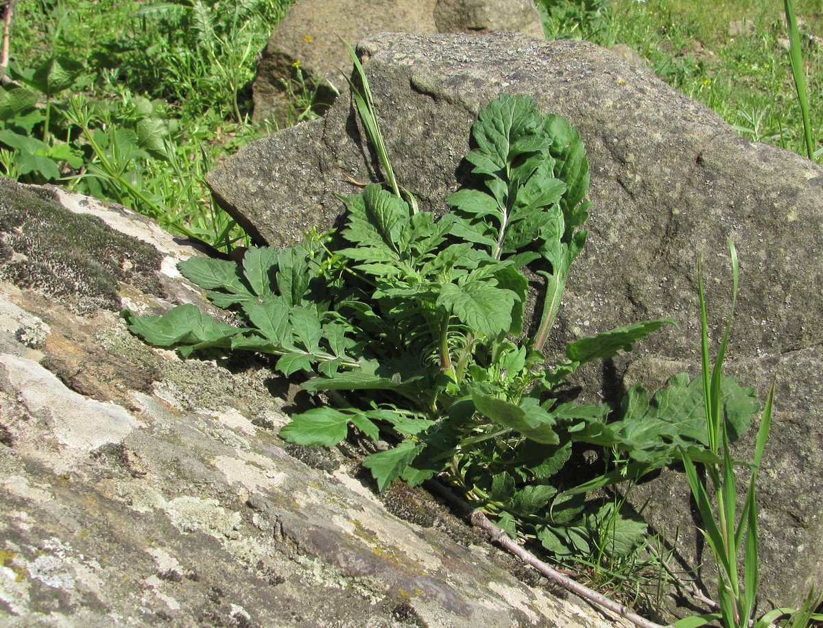 Изображение особи род Scabiosa.