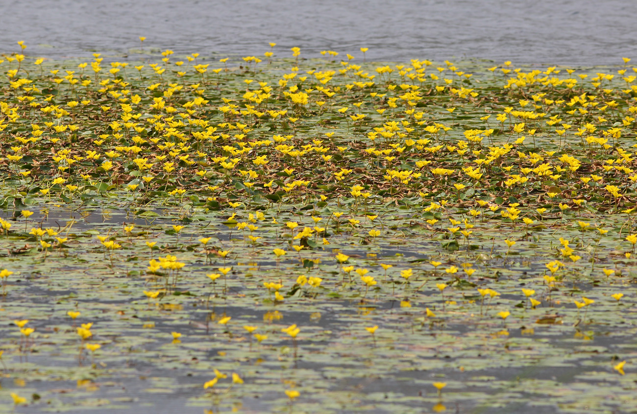 Image of Nymphoides peltata specimen.