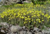 Helianthemum orientale