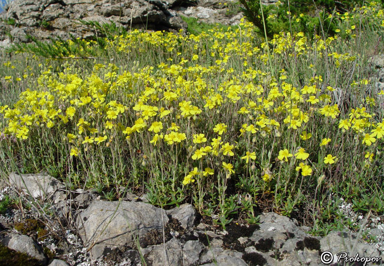 Изображение особи Helianthemum orientale.