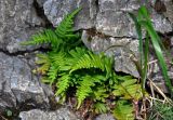 Polypodium vulgare