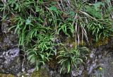 Asplenium trichomanes