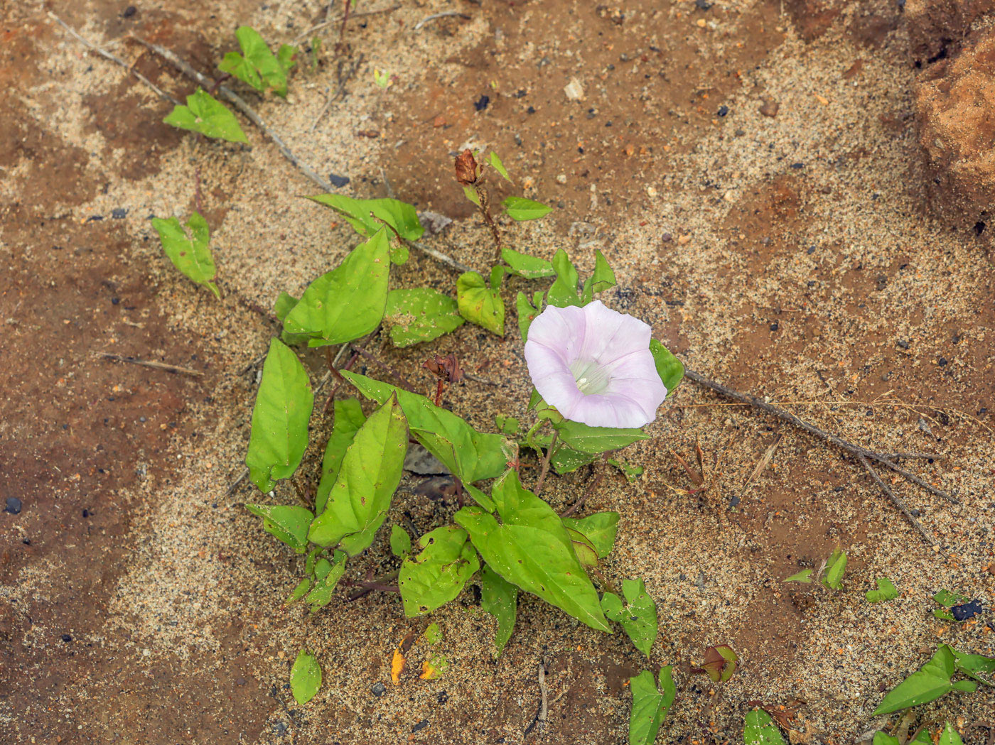 Изображение особи Calystegia inflata.